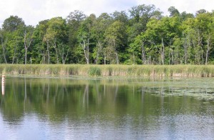 lake-reeds