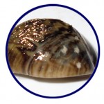 zebra-mussel